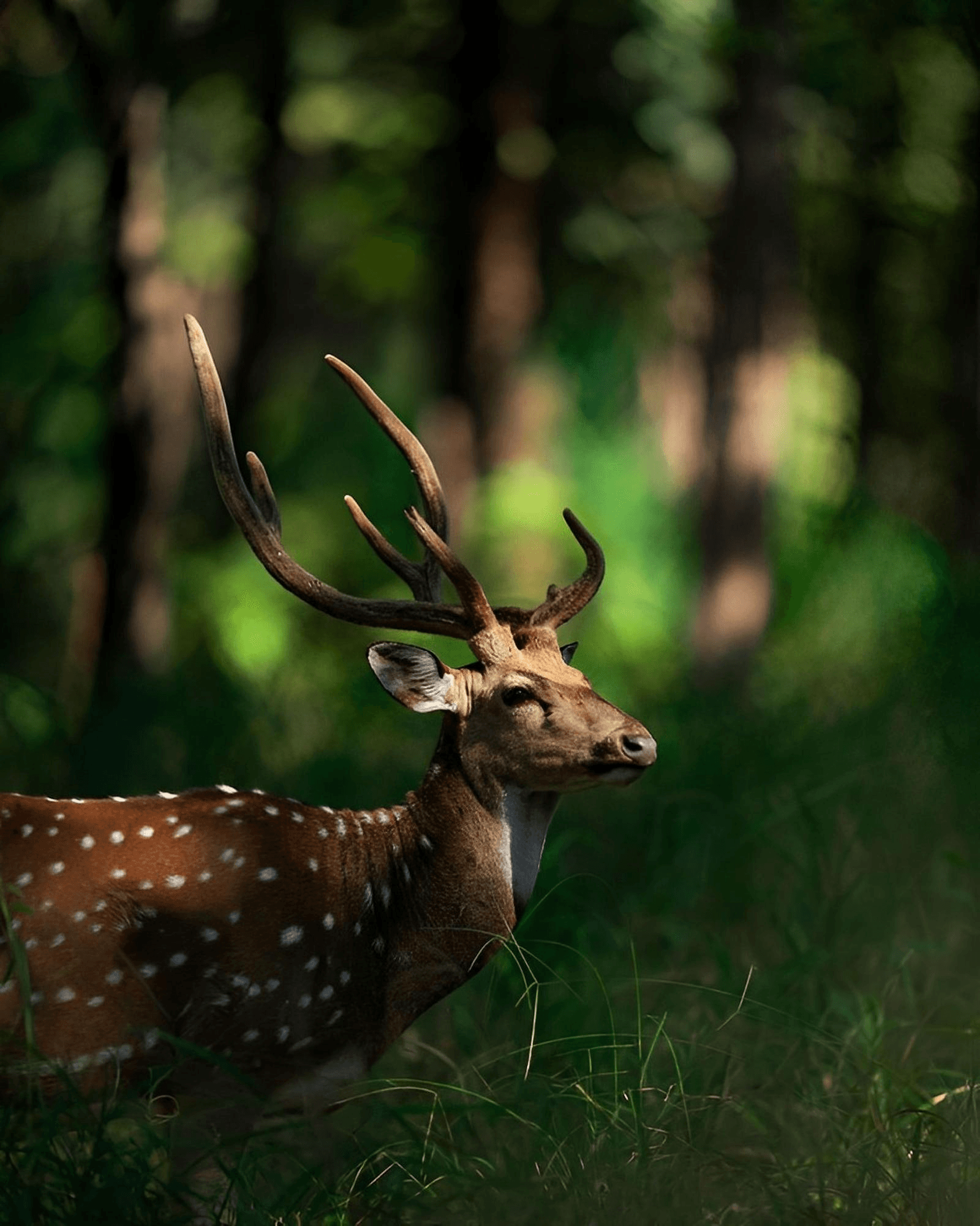 A Curiosity For The Wild That Never Left