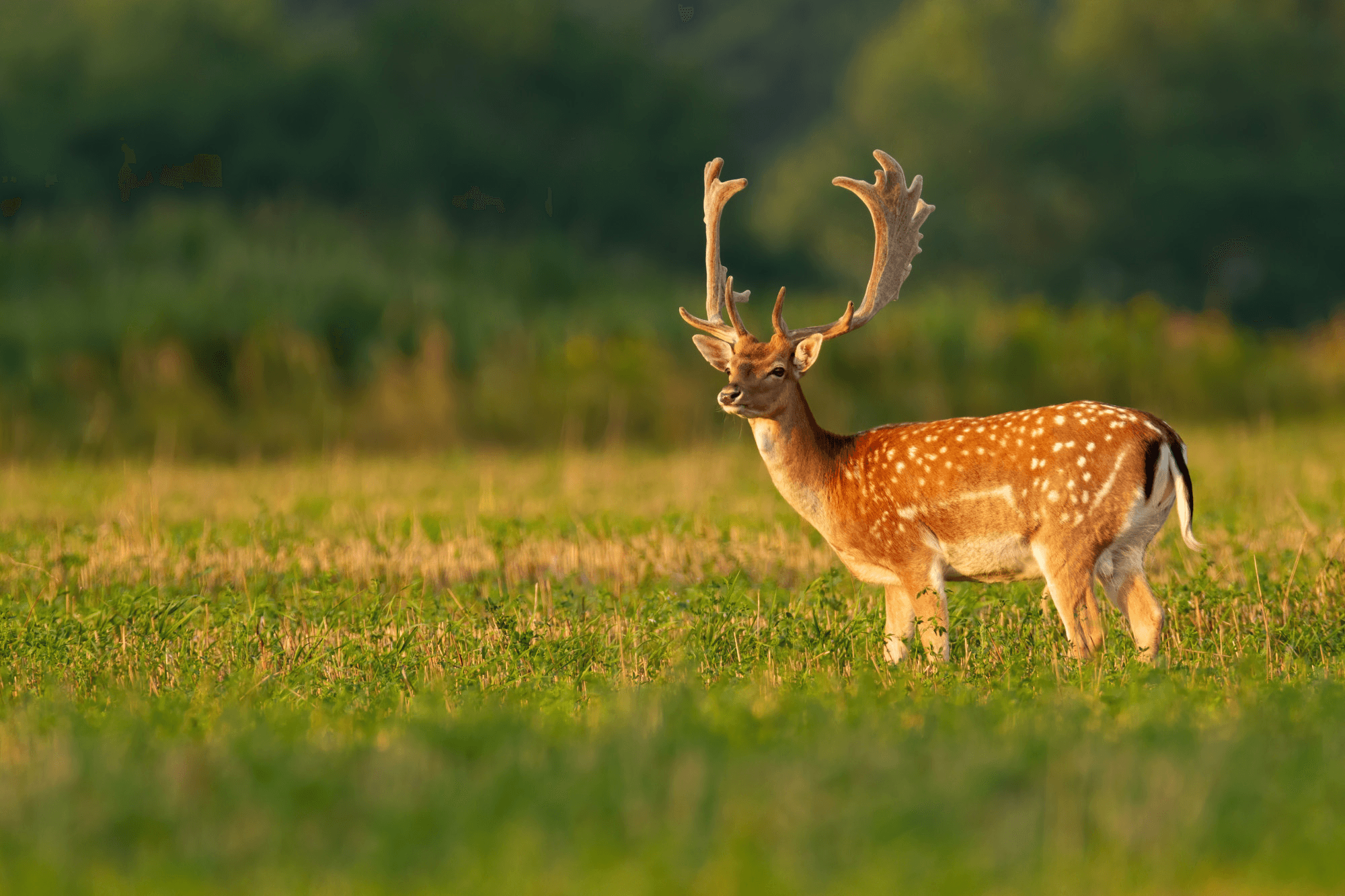 Deer in meadow