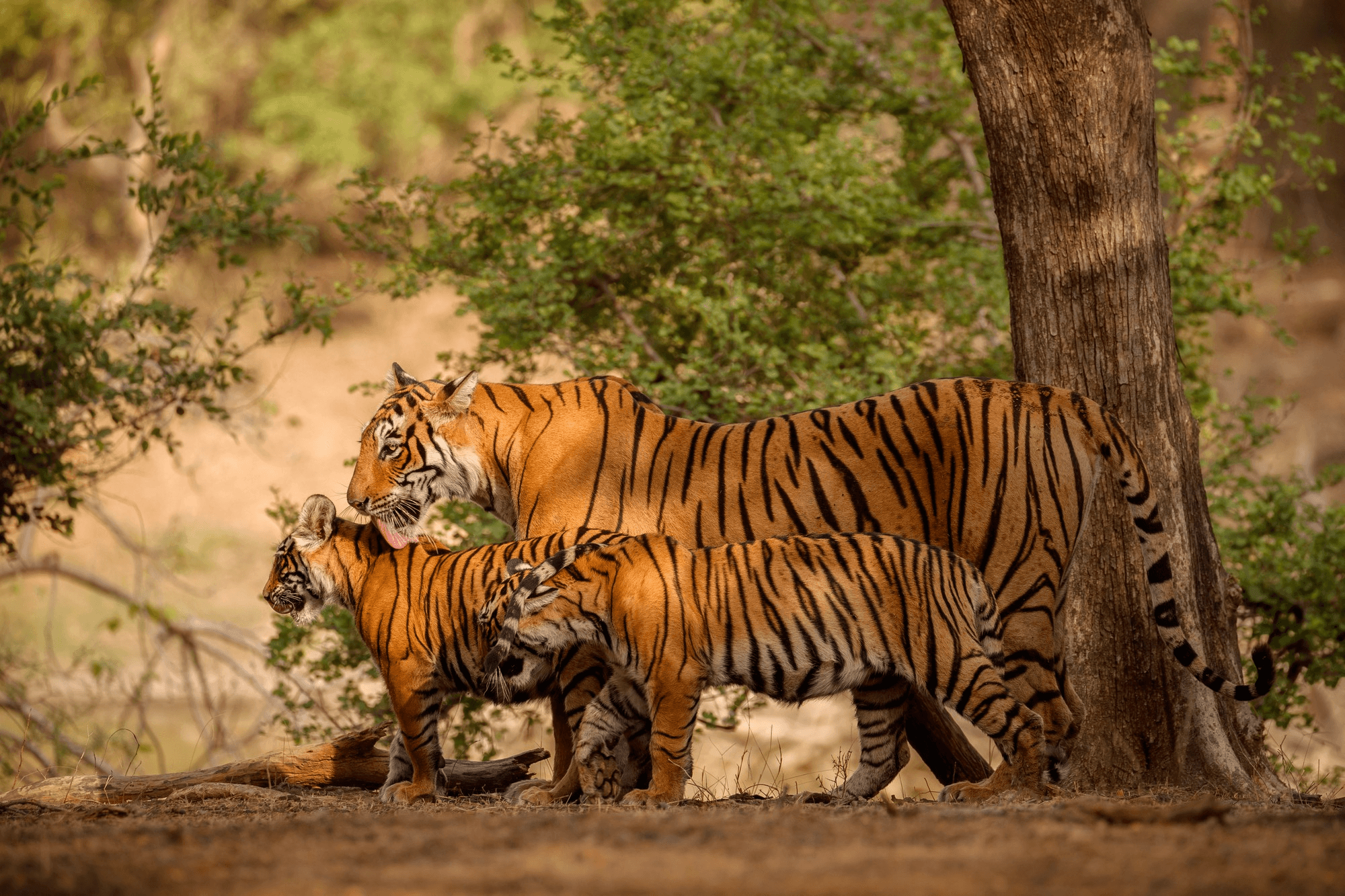 Tigers in sanctuary