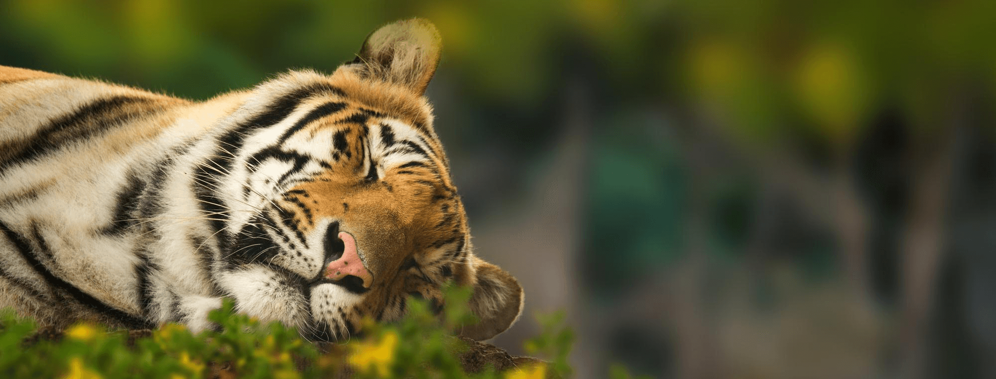 About Us - Wild Life Expeditions